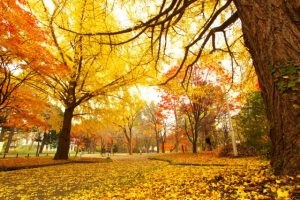 紅葉で季節感を出した11月のお休みのお知らせ