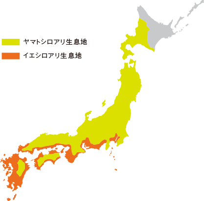 日本地図にシロアリの生息エリアが写っています