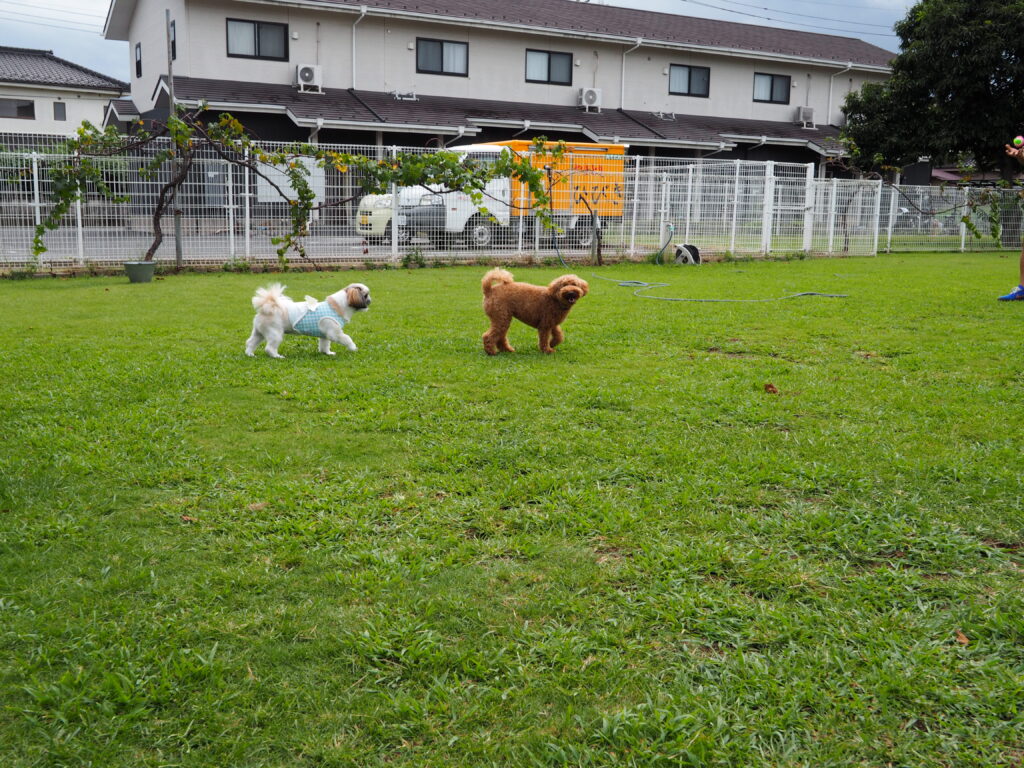埼玉県川越市のドッグラン、芝生の上で2匹の犬が遊んでいる様子が写っています。