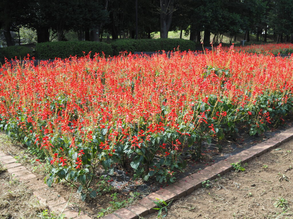 埼玉県所沢市にある所沢航空記念内の花壇に赤いサルビアがたくさんキレイに映っています。