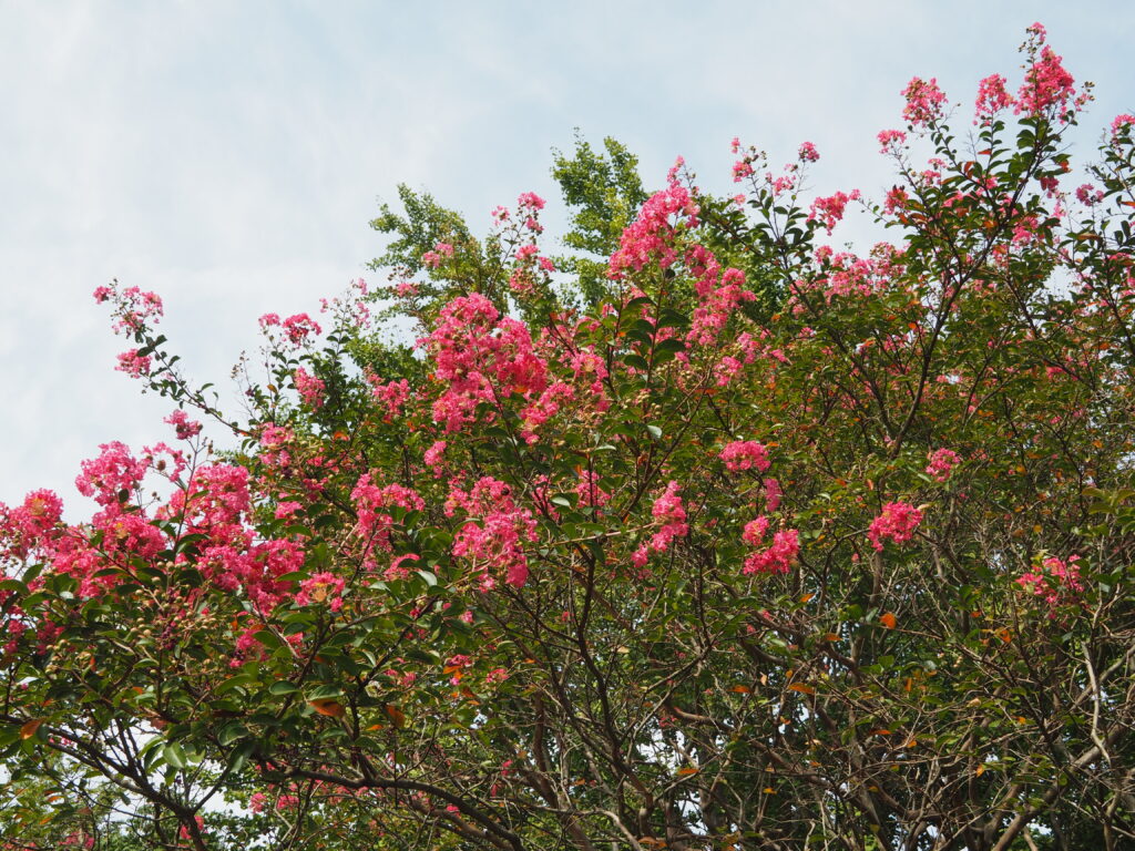 埼玉県所沢市にある所沢航空記念内に植えられているピンク色のサルスベリが写っています。
