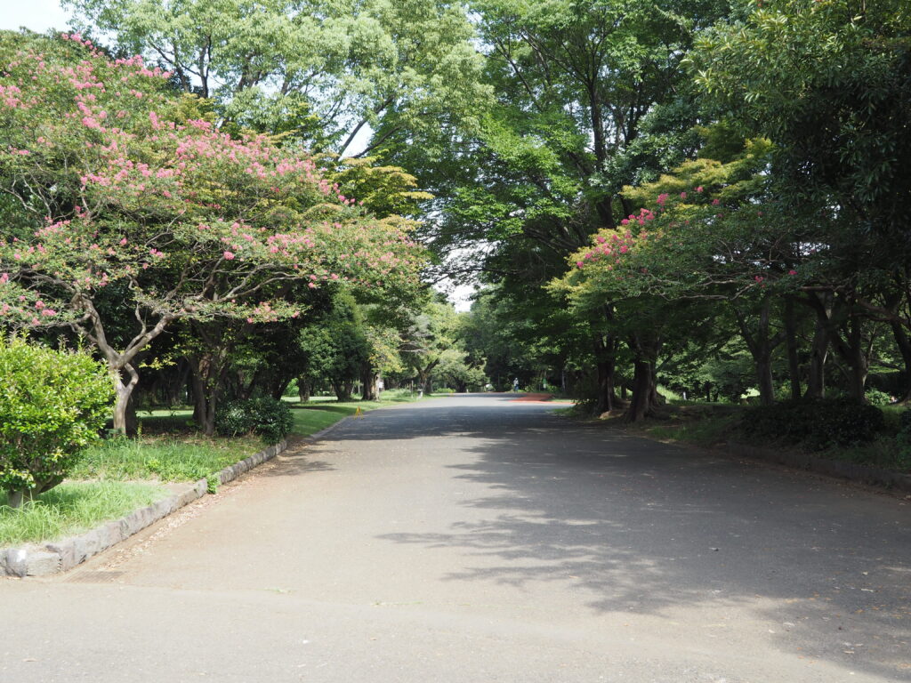 埼玉県所沢市にある所沢航空記念公園内の木々や散策できるアスファルトの散歩コースが写っています。