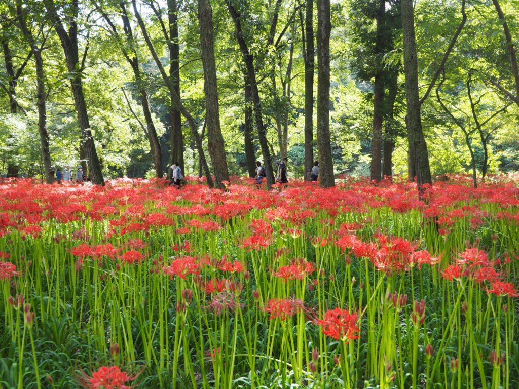 埼玉県日高市巾着田曼殊沙華公園の曼殊沙華が赤いじゅうたんのように綺麗に咲いています。木々もたくさん生えていて自然豊かな場所が写っています。