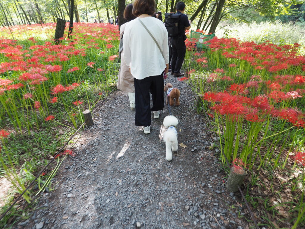 埼玉県日高市巾着田曼殊沙華公園の曼殊沙華公園の歩道の両サイドには曼殊沙華が綺麗に咲いています。歩道には歩く人と犬が2匹写っています。
