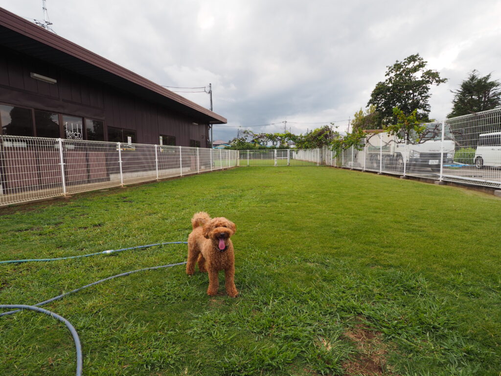 埼玉県川越市のドッグランでトイプードルが写っています。芝生にはホースと柵と室内ドッグラン施設が写っています。