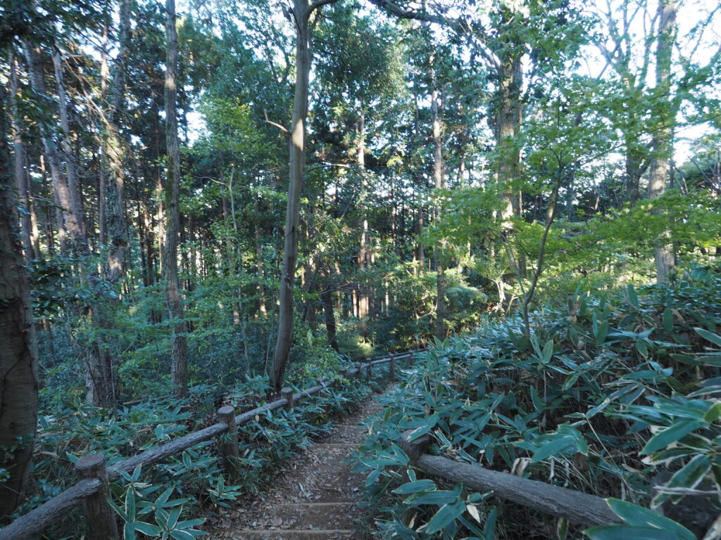 埼玉県飯能市の天覧山の登山道です。土の階段と手摺と木々が写っています。