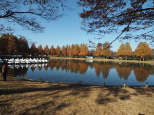 埼玉県川越市の川越水上公園のボート池、池とスワンのボートがたくさんあります。家kの周りはたくさんの木々が黄色に紅葉しています。池の周りは芝生で覆われています。