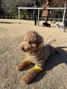 秩父郡皆野町のドッグランでトイプードルが芝生の上でフセをして休んでいます。 犬の後ろには2匹の犬と人が二人写っています。